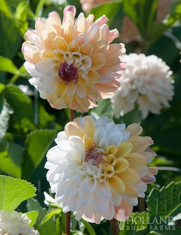 Menu Double Jill Pompon Dahlia 4 Menu Double Jill Pompon Dahlia - Image 2