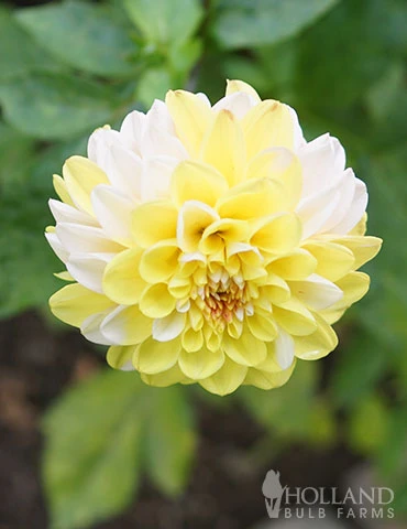 Menu Double Jill Pompon Dahlia 3 Menu Double Jill Pompon Dahlia