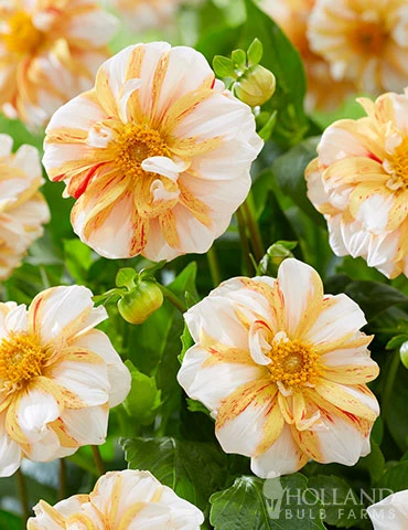 Menu Sun And Ice Decorative Dahlia 3 Menu Sun And Ice Decorative Dahlia