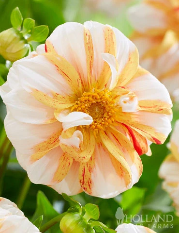 Menu Sun And Ice Decorative Dahlia 4 Menu Sun And Ice Decorative Dahlia - Image 2