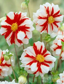 Menu Fire And Ice Decorative Dahlia