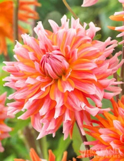 Menu Orange Turmoil Cactus Dahlia -Outlet Holland Bulb Farms Store 74267 dahlia cactus orange turmoil