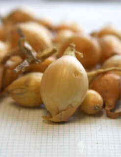 Menu Beginner Vegetable Garden Collection -Outlet Holland Bulb Farms Store 75110 stuttgarter yellow onion sets 1