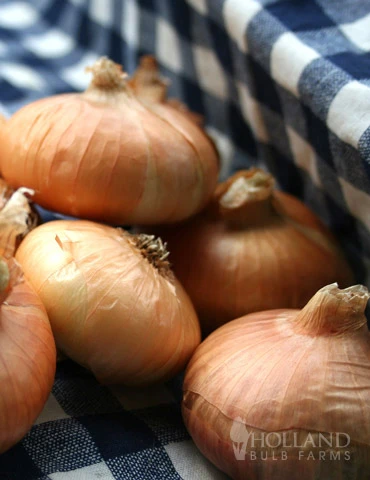 Menu Stuttgarter Yellow Onion Sets 3 Menu Stuttgarter Yellow Onion Sets