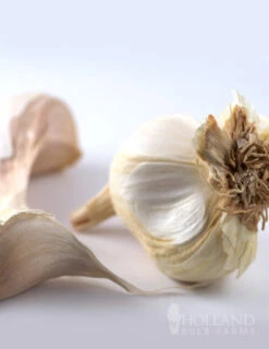 Menu Beginner Vegetable Garden Collection -Outlet Holland Bulb Farms Store 75112 garlic 1