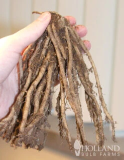 Menu Jersey Giant Asparagus Hybrid 2yr -Outlet Holland Bulb Farms Store 75116 jersey giant asparagus 2