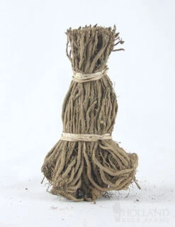 Menu Jersey Giant Asparagus Hybrid 2yr -Outlet Holland Bulb Farms Store 75117 mary washington asparagus 1