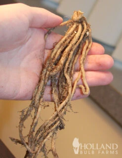 Menu Mary Washington Asparagus 2yr -Outlet Holland Bulb Farms Store 75117 mary washington asparagus 3