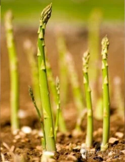 Menu Mary Washington Asparagus 2yr -Outlet Holland Bulb Farms Store 75117 mary washington asparagus 4