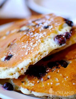 Menu Jersey Blueberry Plant -Outlet Holland Bulb Farms Store 75120 jersey blueberry plant 2 1