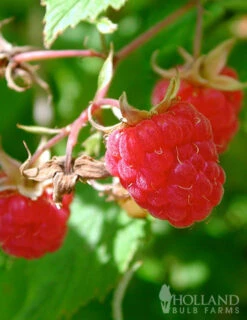 Menu Latham Red Raspberries Plant -Outlet Holland Bulb Farms Store 75121 latham red raspberries plant 2