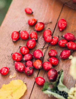 Menu Goji Berry 5 Menu Goji Berry -Outlet Holland Bulb Farms Store 75129 gogi berries