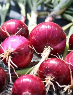 Menu Large Vegetable Garden Collection -Outlet Holland Bulb Farms Store 75133 large vegetable garden 5