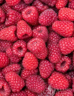 Menu Joan J Raspberry -Outlet Holland Bulb Farms Store 75136 joan j raspberry