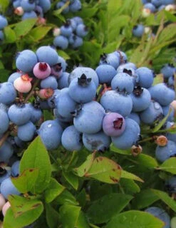 Menu Blueray Blueberry
