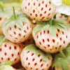 Menu Natural Albino Pineberry