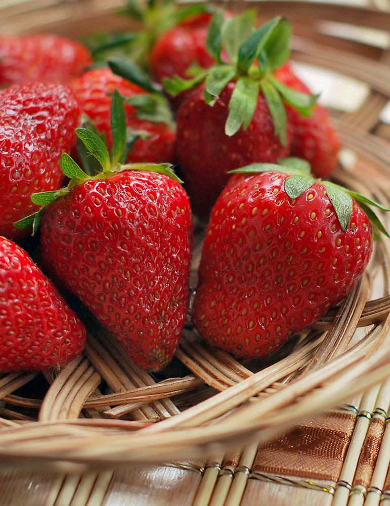 Menu Earliglow Strawberry 3 Menu Earliglow Strawberry