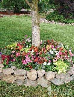 Menu Sun And Shade Tree Ring Seed Mat Collection -Outlet Holland Bulb Farms Store 75702 shady tree ring