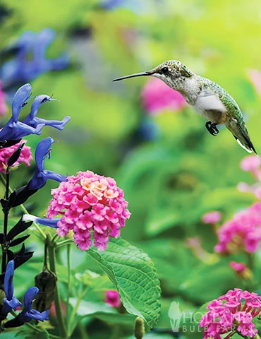 Menu Hummingbird & Butterfly Garden Jumbo Seed Packet -Outlet Holland Bulb Farms Store 75703 hummingbird garden mix 1