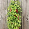 Menu Organic Hanging Garden Jalapeno Pepper Kit -Outlet Holland Bulb Farms Store 75706