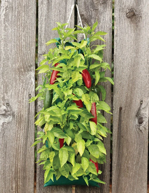 Menu Organic Hanging Garden Jalapeno Pepper Kit -Outlet Holland Bulb Farms Store 75706