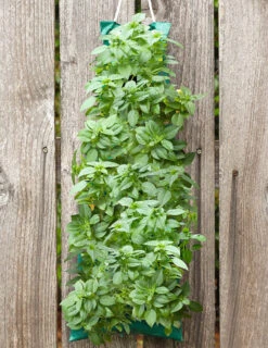 Menu Organic Hanging Garden Basil Kit