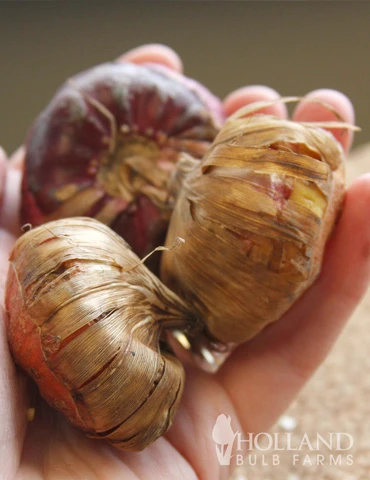 Menu Deer Resistant Summer Collection 8 Menu Deer Resistant Summer Collection - Image 6