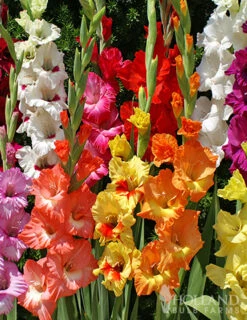Menu Gladiolus Sampler Special Collection -Outlet Holland Bulb Farms Store 76108 mixed gladiolus 4