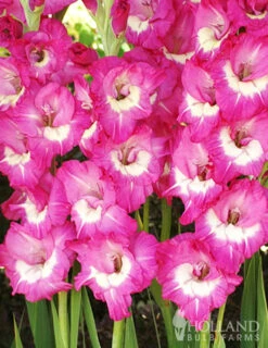 Menu Rhapsody In Blue Gladiolus -Outlet Holland Bulb Farms Store 76140 rhapsody in blue 5