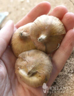 Menu Hardy Mini Gladiolus Collection -Outlet Holland Bulb Farms Store 76142 charming beauty mini gladiolus 2