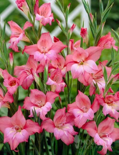 Menu Hardy Mini Gladiolus Collection -Outlet Holland Bulb Farms Store 76142 charming beauty mini gladiolus