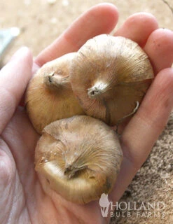 Menu Hardy Mini Gladiolus Collection -Outlet Holland Bulb Farms Store 76143 impressive hardy miniature gladiolus 2