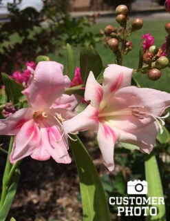 Menu Hardy Mini Gladiolus Collection -Outlet Holland Bulb Farms Store 76143 impressive hardy miniature gladiolus 3