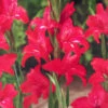 Menu Robinetta Hardy Miniature Gladiolus -Outlet Holland Bulb Farms Store 76144 robinetta hardy miniature gladiolus 1