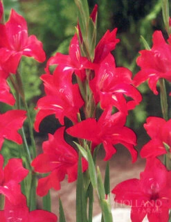 Menu Hardy Mini Gladiolus Collection -Outlet Holland Bulb Farms Store 76144 robinetta hardy miniature gladiolus