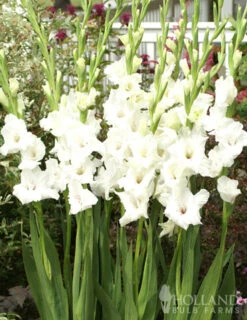 Menu Summer Moonlight Garden Flowers Collection -Outlet Holland Bulb Farms Store 76146 white gladiolus 2