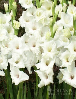 Menu Moonlight Garden Of Summer Blooms -Outlet Holland Bulb Farms Store 76146 white gladiolus 6