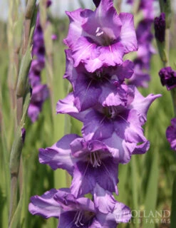 Menu Grape Gladiolus Collection -Outlet Holland Bulb Farms Store 76147 purple gladiolus 2 3