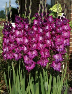 Menu Ultimate Value Gladiolus Collection 22 Menu Ultimate Value Gladiolus Collection -Outlet Holland Bulb Farms Store 76147 purple gladiolus