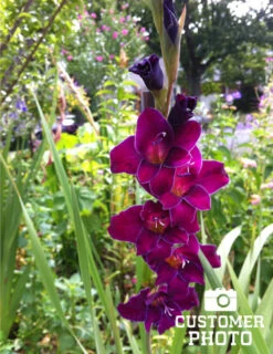 Menu Grape Gladiolus Collection -Outlet Holland Bulb Farms Store 76147 purple gladiolus 3 3