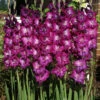 Menu Purple Gladiolus Value Bag