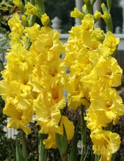 Menu Sunset Gladiolus Collection 21 Menu Sunset Gladiolus Collection -Outlet Holland Bulb Farms Store 76150 yellow gladiolus 5
