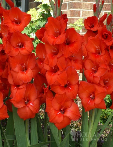 Menu Red Gladiolus Value Bag 3 Menu Red Gladiolus Value Bag