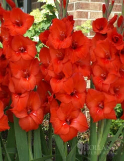 Menu Ultimate Value Gladiolus Collection 29 Menu Ultimate Value Gladiolus Collection -Outlet Holland Bulb Farms Store 76151 red gladiolus