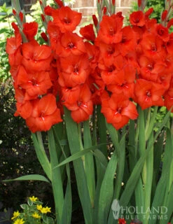 Menu Red Gladiolus Value Bag 9 Menu Red Gladiolus Value Bag -Outlet Holland Bulb Farms Store 76151 red gladiolus 3 1