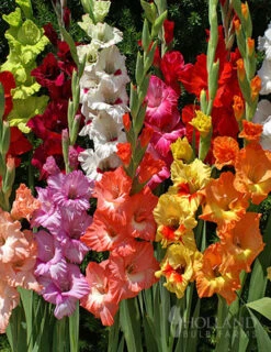 Menu Gladiolus Sampler Special Collection -Outlet Holland Bulb Farms Store 76153 mixed gladiolus 4