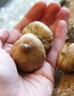 Menu Splash Of Summer Sun Garden Kit 20 Menu Splash Of Summer Sun Garden Kit -Outlet Holland Bulb Farms Store 76153 mixed gladiolus value bag 3