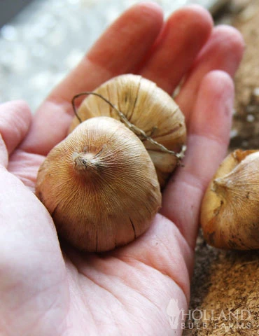 Menu Splash Of Summer Sun Garden Kit 5 Menu Splash Of Summer Sun Garden Kit - Image 3