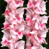Menu Tampico Pink Gladiolus