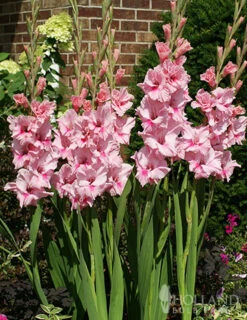 Menu La Vista Pop Gladiolus Collection -Outlet Holland Bulb Farms Store 76161 tampico gladiolus